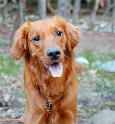 40 Fascinating Golden Retriever Facts You Simply Wont Believe