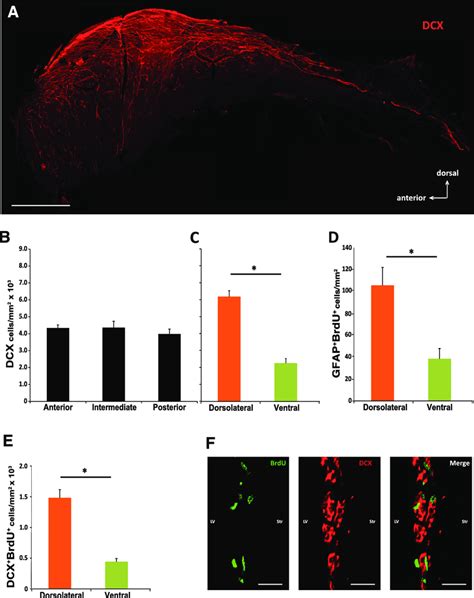 Neural Stem And Progenitor Cells Decrease Along The Subependymal Zone