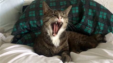 Cat Yawn Compilation Youtube