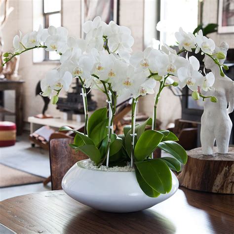 Orchid Arrangement Jadore White With Mini White Orchids Potted Orchid
