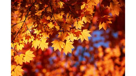 Fall Leaves Wallpaper 73 Images