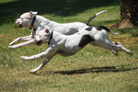 Mr johnson has put a. American Bulldog Running