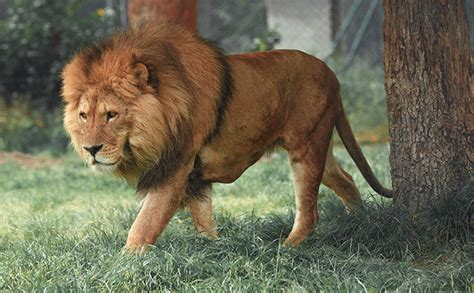 6 Interesting Lion Facts For Kids Little Day Out
