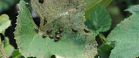 How To Get Rid Of Japanese Beetles A Lawn And Landscape Blog