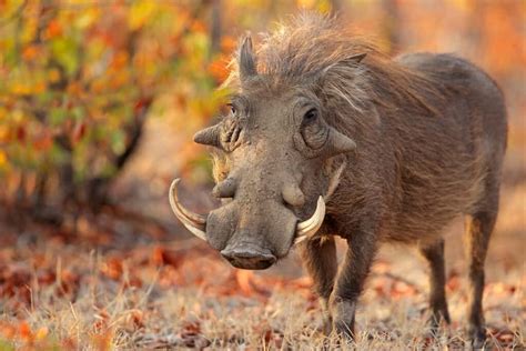 Watch This Valiant Warthog Refuse To Back Down From 13 Menacing Wild