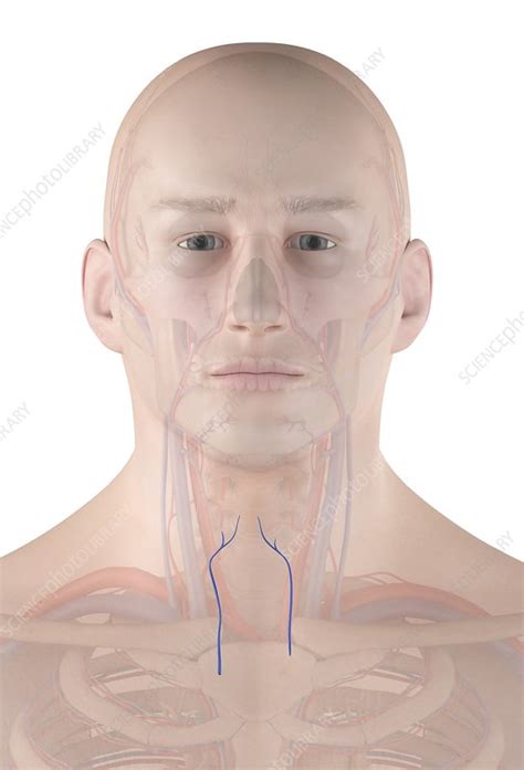 Human Neck Veins Illustration Stock Image F Science