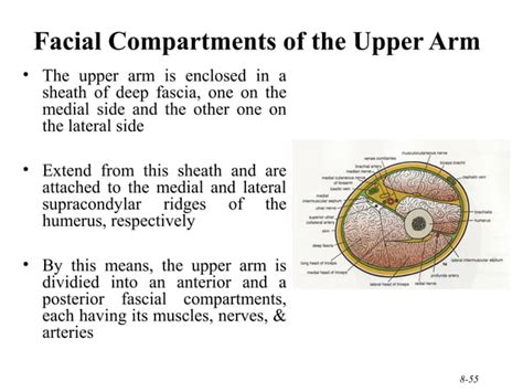 210 Upper Limb Rs Updated