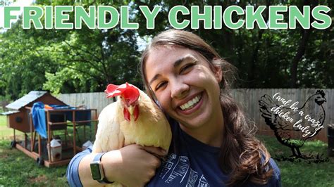 How To Have Friendly Chickens Chickens That Follow You Sit In Your Lap And Let You Pet Them