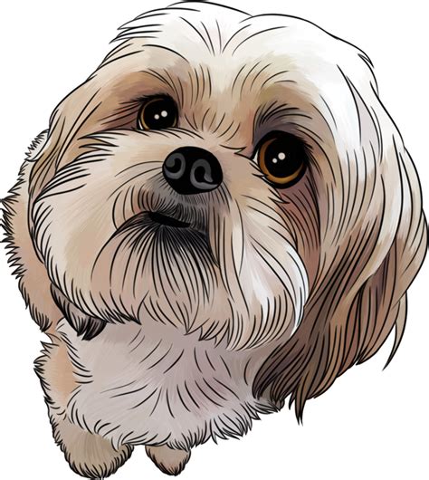 Download High Quality Dog Clipart Shih Tzu Transparent Png Images Art