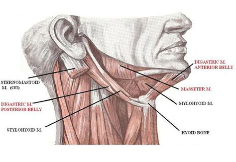 Science Of Massage Institute Temporomandibular Joint Dysfunction Part I