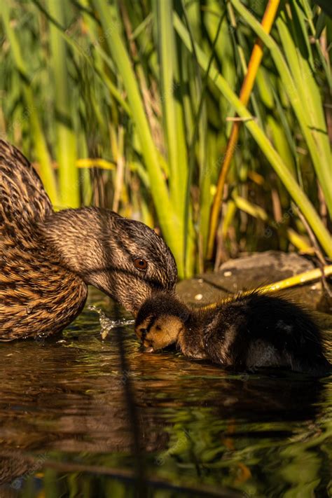 Premium Photo A Mother Duck And Her Baby Ducklings Are In The Water