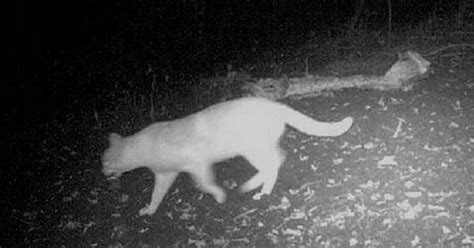 Fears Of Big Cat Hunts In Uk After Definitive Proof Theyre Roaming
