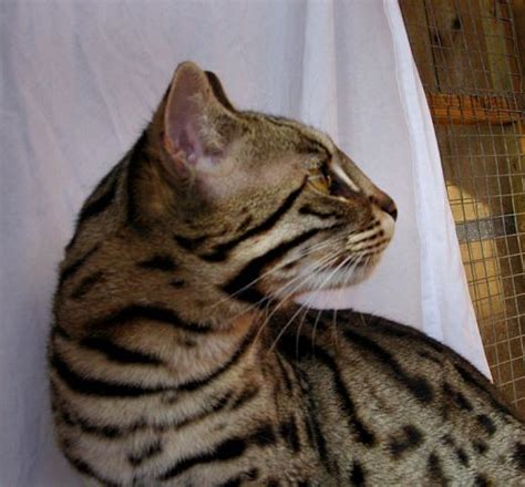 Queenanne Cats Toyger Queens Cat Breeder In Bromsgrove