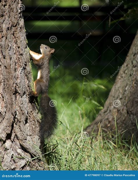 Squirrel Climbing Tree Stock Image Image Of Outside 47798097