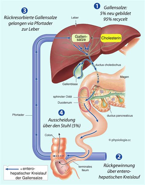 Physiologie Leber Kreislauf Funktion Physiology Human Anatomy And Physiology Anatomy And