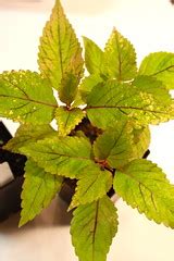 Brady's duckfoot coleus late summer 2012. Coleus - joeysplanting