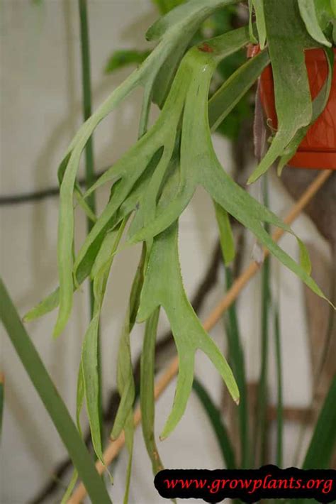 When black spots appear on the basal fronds and begin to spread toward the growing point, it's time to act fast. Staghorn Fern - How to grow & care