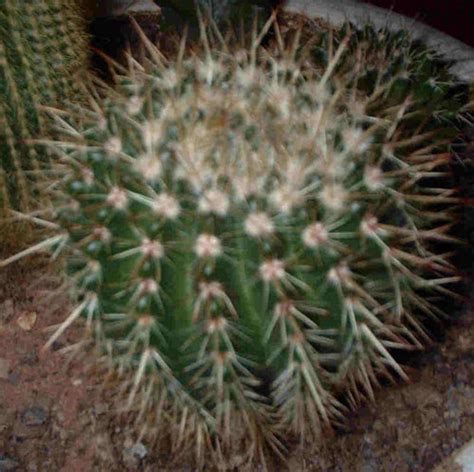 It may or may not be blooming at the time of your purchase. Cactus Identification