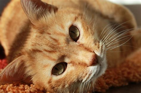5 Reasons For Your Cats Flaky Skin
