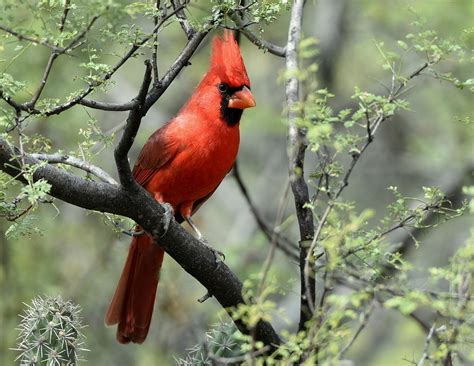 Northern Cardinal Male Portal Arizona October2015 Tony Thomas