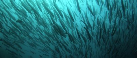How Can We Stop The Spread Of Ocean Dead Zones World Economic Forum