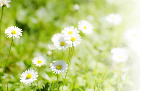 Free Stock Photos Rgbstock Free Stock Images Daisies In Sunshine