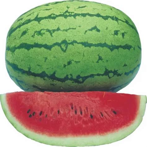 Hybrid Watermelon Sugar Queen F1 At Best Price In Anand By Potent Agri