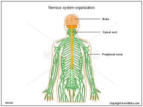 Want to learn more about it? Nervous System Drawing at GetDrawings | Free download