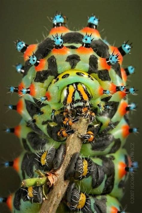 Amazing Photos Of Insects Barnorama