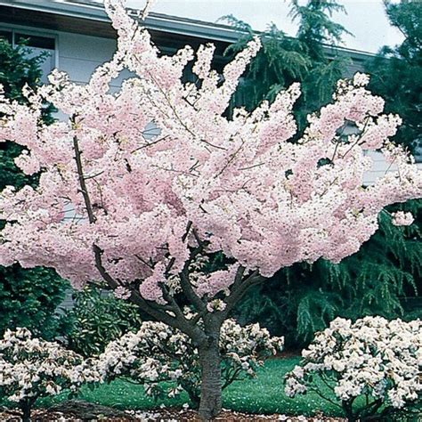 Maybe you would like to learn more about one of these? 7.28-Gallon Multicolor Yoshino Flowering Cherry Flowering ...