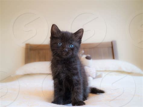 Cat Kitten Black Cat Blue Eyes Cute Fluffy Animal Pet By Steve
