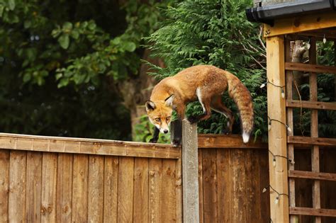 How To Stop And Deter Foxes From Your Garden And Rubbish Bins Harrow