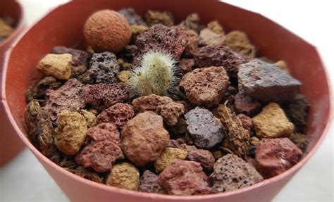 A los cactus y otras plantas que almacenan grandes cantidades de agua para sobrevivir las temporadas de sequía se les conoce como suculentas. Problemas con esqueje de Opuntia