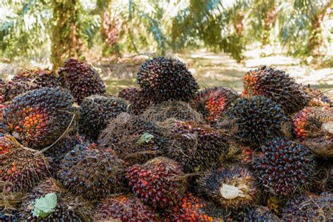 Harvested Oil Palm Fruit Bunches Stock Photo Image Of Mills