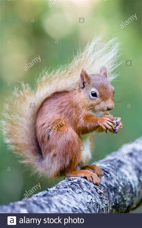 Red Squirrel Sciurus Vulgaris On A Log Eating A Hazelnut In The
