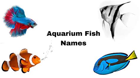 Learn Aquarium Fish Names In English Fish Names For Kids Flashcards