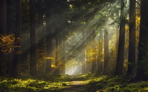 Sun Rays Morning Forest Path Mist Nature Landscape Wallpaper