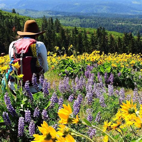 10 Oregon Wildflower Hikes That Are Blooming Right Now