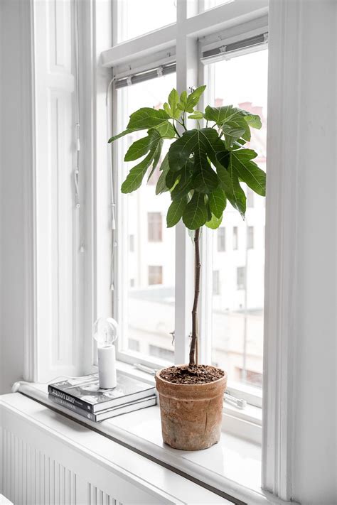 Scandinavian Pastel Scandinavian Interior Interior Windows Interior Plants Fall Home Decor
