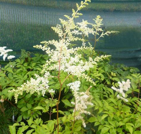 'deutschland' features a foliage mound of lustrous green leaves and upright panicles of pure white flowers on stems rising to 2' tall in late spring. Astilbe x japonica 'Deutschland' | Herbaceous perennials, Japonica