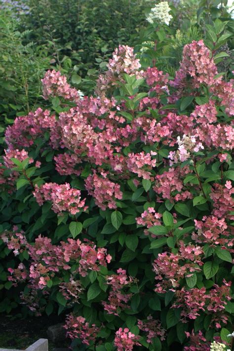 The further north your garden is located, the more sunlight your hydrangeas need. Best Hydrangeas for Every Climate - Hydrangea Growing ...
