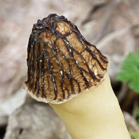 Morchella Semilibera: The Ultimate Mushroom Guide