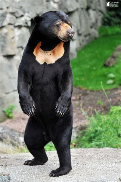 Sun Bear Bear Species Malayan Sun Bear Bear
