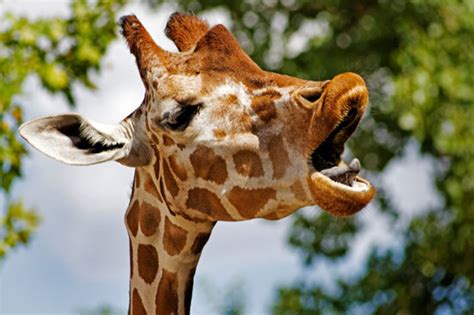 7 funny giraffe jokes scout life magazine