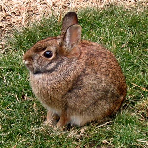 Eastern Cottontail