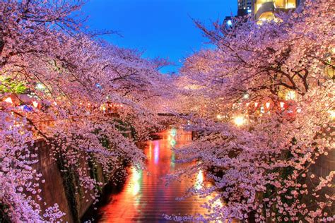 Sakura In Meguro River By Agustin Rafael Reyes On 500px Incredible