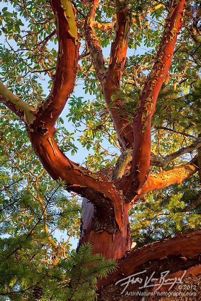 Generally, madrone trees are believed to be very friendly trees, as they provide nesting places and perches for an in addition, they used the madrone tree fruits or berries in the form of a fishing bait. Serenity in the San Juan Islands | Arbutus tree, Landscape ...