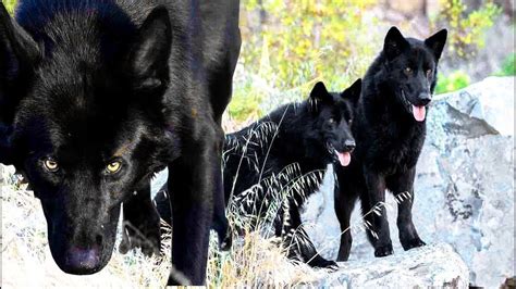 Calupoh El Espectacular Perro Lobo De México La Nueva Raza De Perro