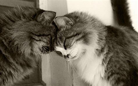 Hug Hugging Couple Love Mood People Men Women Happy Cute Cat