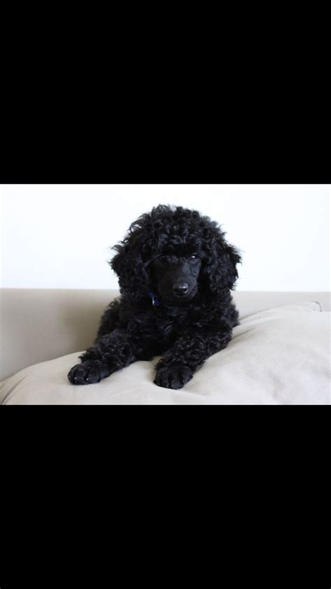 Miniature Black Poodle Grey Poodle Poodle Puppy Standard Poodle Dog